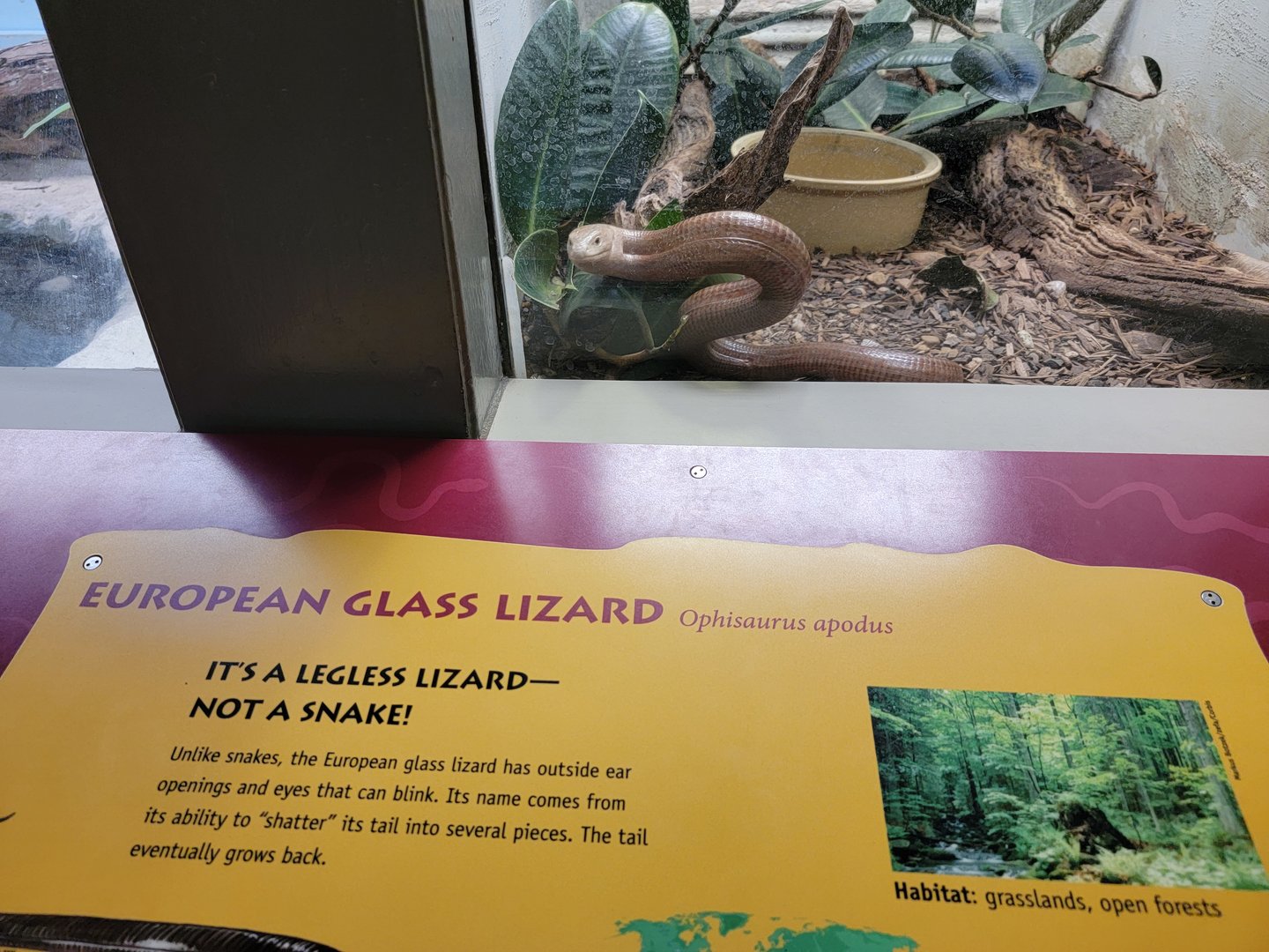 Smithsonian 2/22 - See, no legs! Sheltopusik (outdated sign)