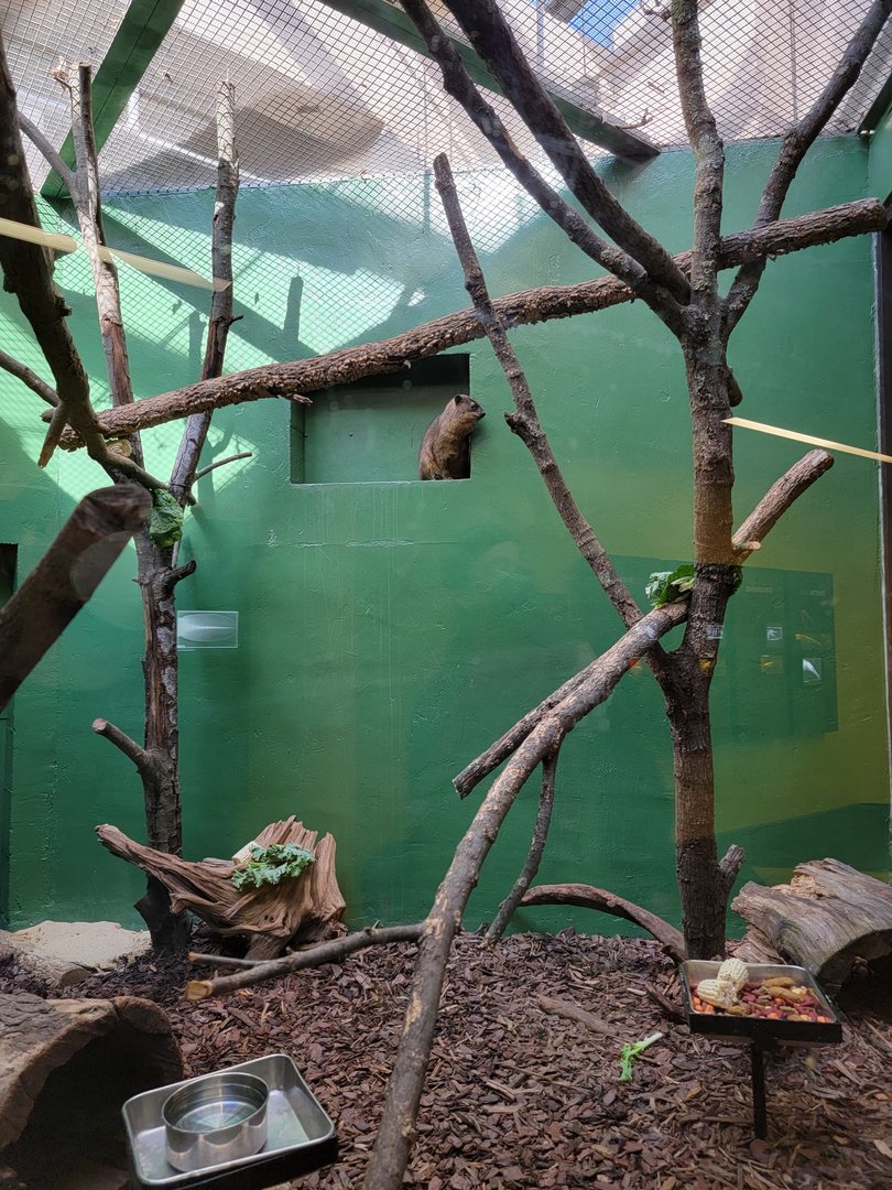 Smithsonian 2/22 - Small Mammal House, rock hyrax