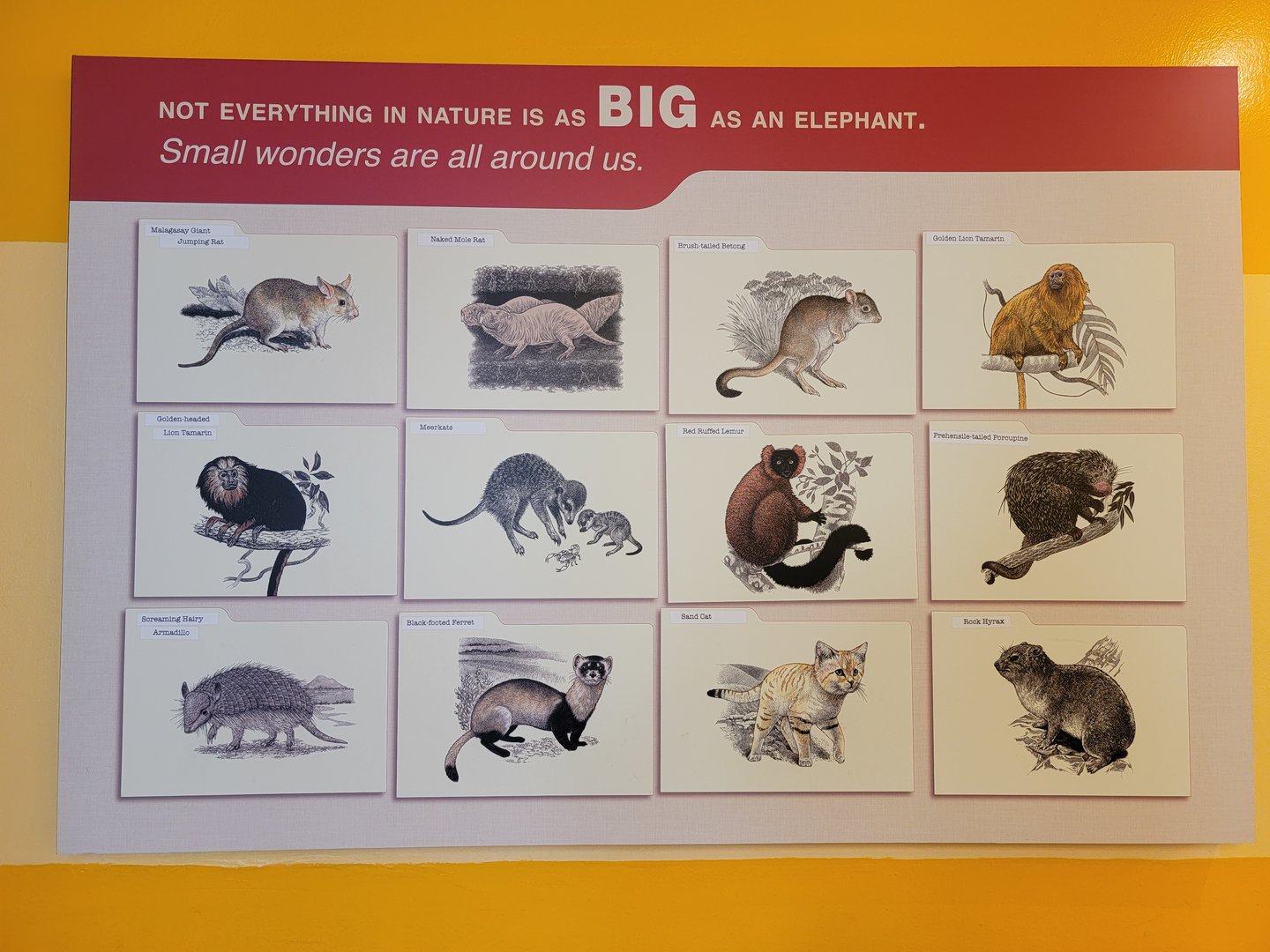 Smithsonian 2/22 - Small Mammal House, small wonders are all around us