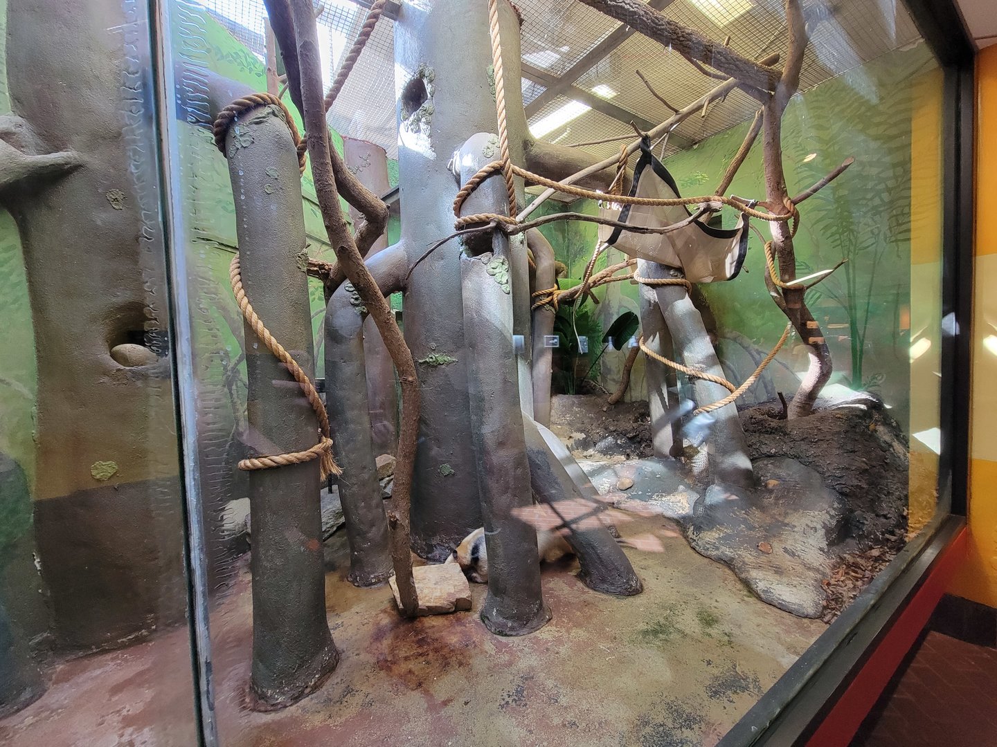 Smithsonian 2/22 - Small Mammal House, southern tamanduas