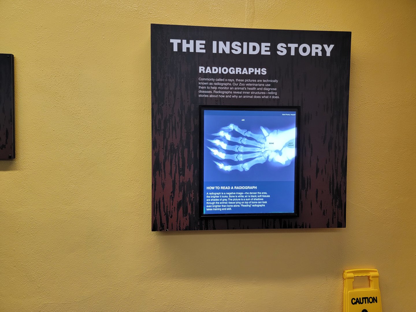 Smithsonian 2/22 - Small Mammal House, The Inside Story: Radiographs