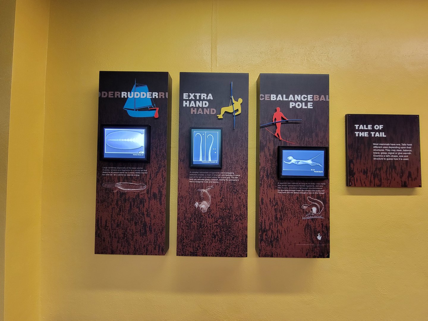 Smithsonian 2/22 - Small Mammal House, The Inside Story: Radiographs