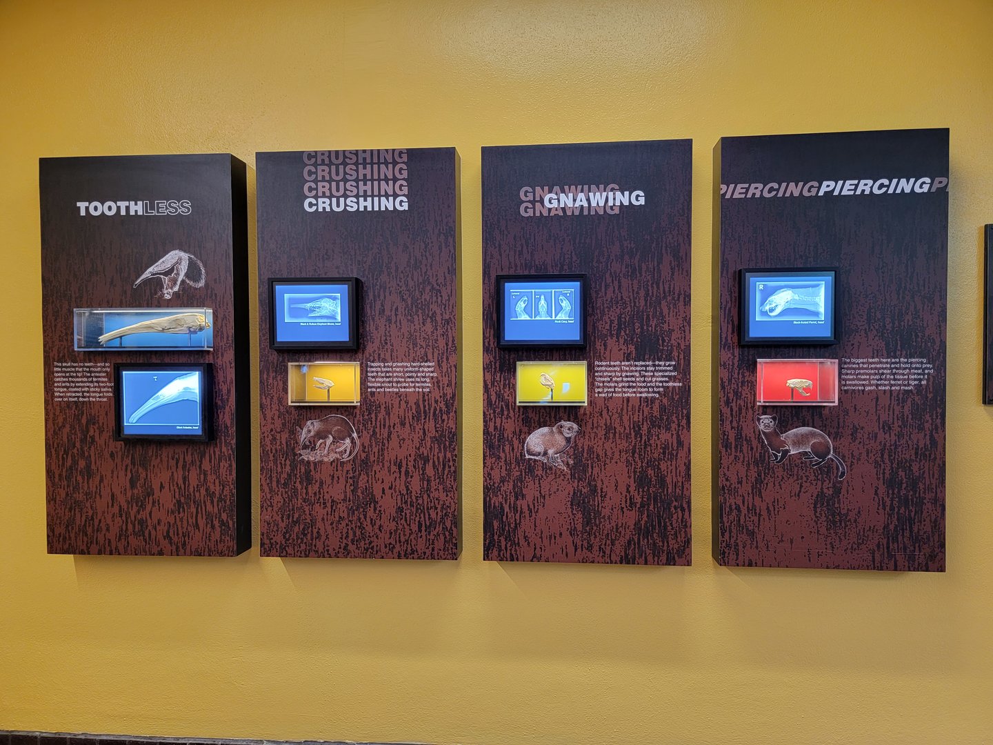 Smithsonian 2/22 - Small Mammal House, The Inside Story: Radiographs