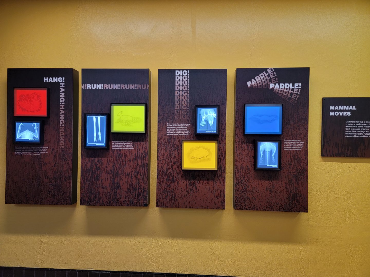 Smithsonian 2/22 - Small Mammal House, The Inside Story: Radiographs