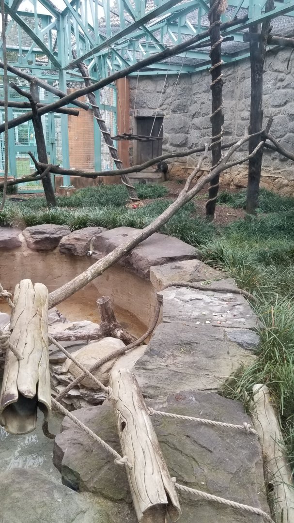 Smithsonian - Allen's Swamp Monkeys