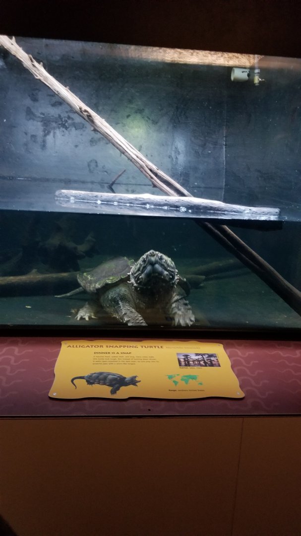 Smithsonian - Alligator Snapping Turtle