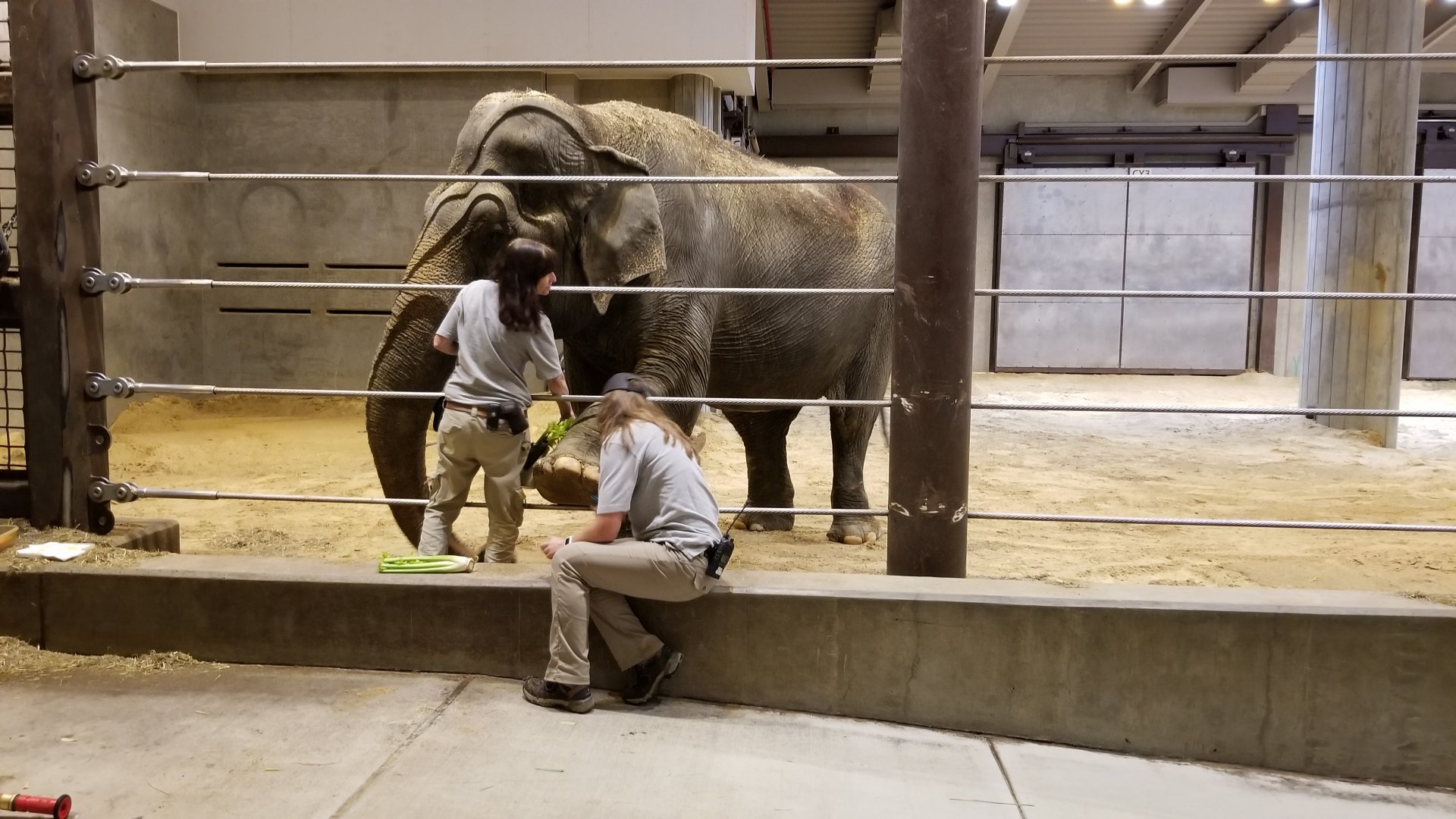 Smithsonian - Ambika getting a foot trim