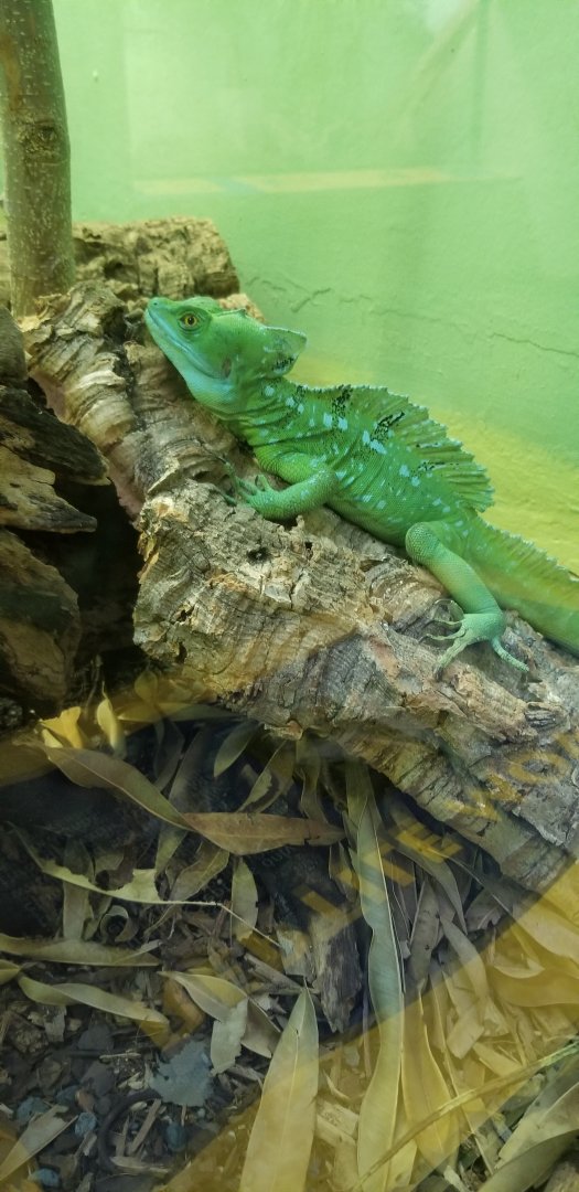 Smithsonian -  basilisk