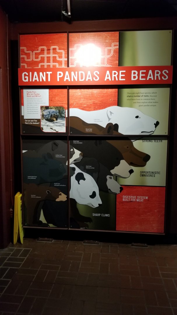 Smithsonian - bear size comparison