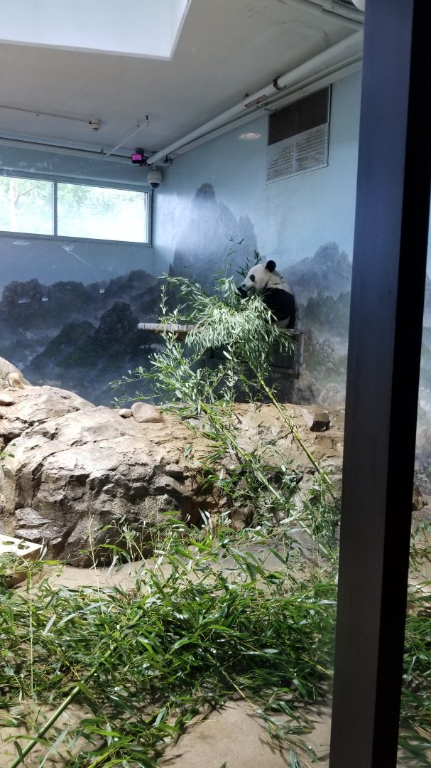 Smithsonian - Bei Bei eating