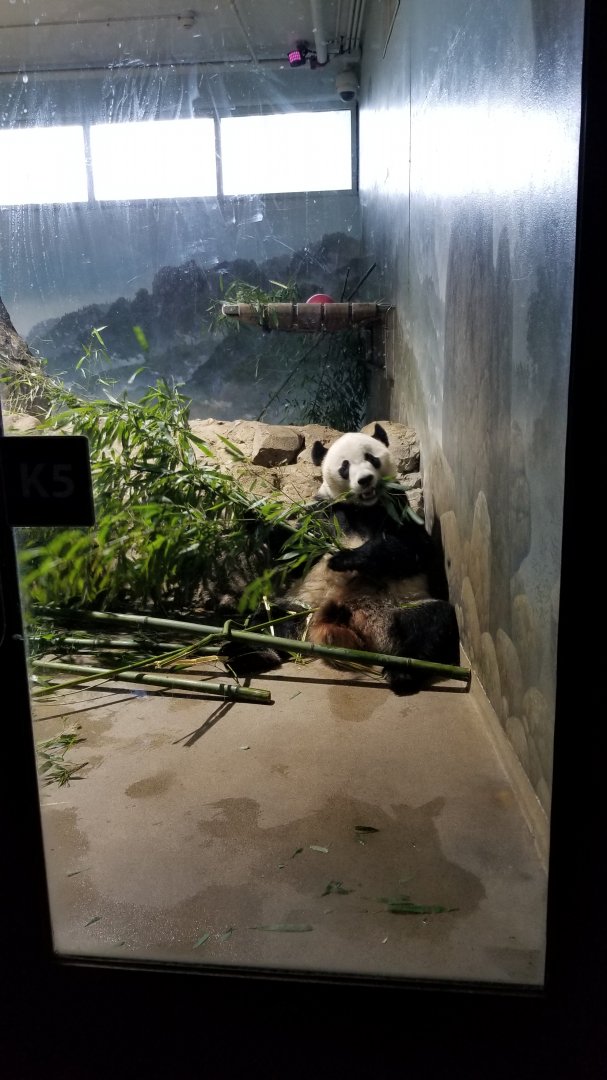 Smithsonian - Bei Bei