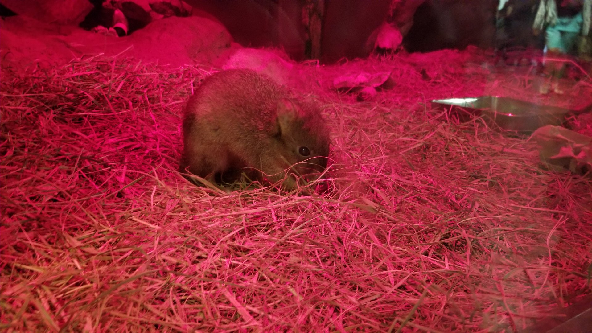 Smithsonian - Brush-tailed Bettong