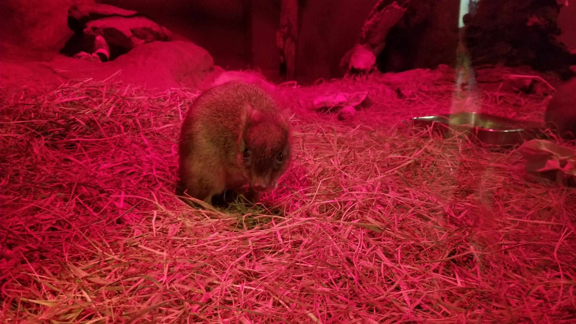 Smithsonian - Brush-tailed Bettong