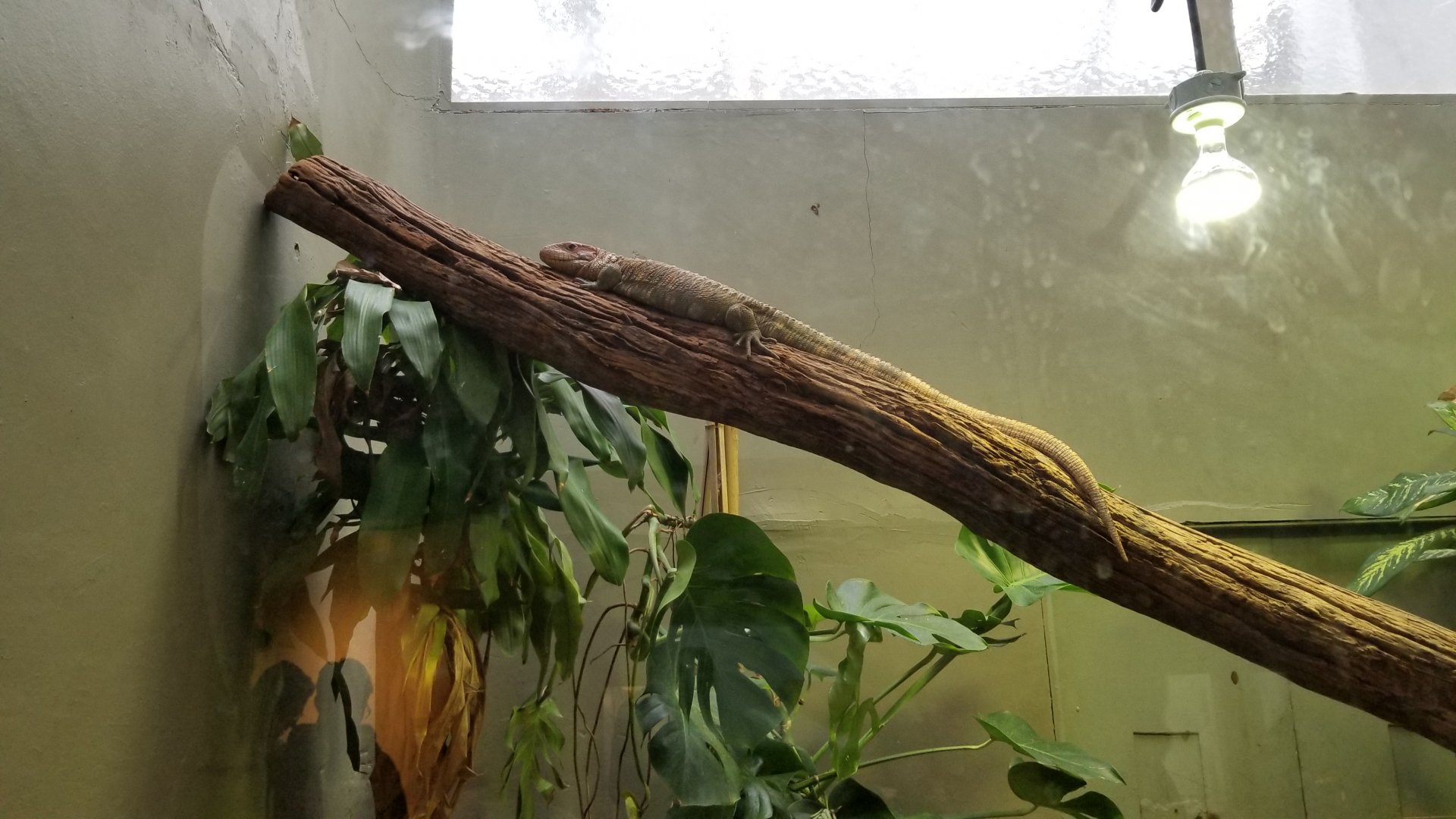 Smithsonian - Caiman Lizard