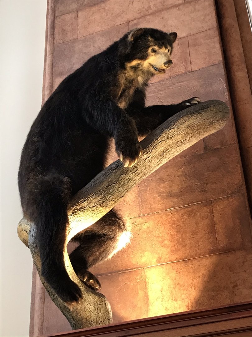 Smithsonian Castle: Andean bear