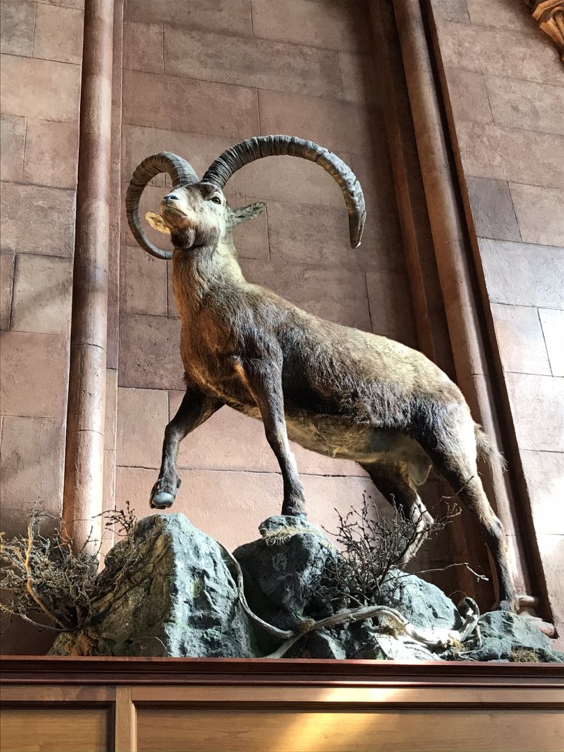 Smithsonian Castle: Ibex