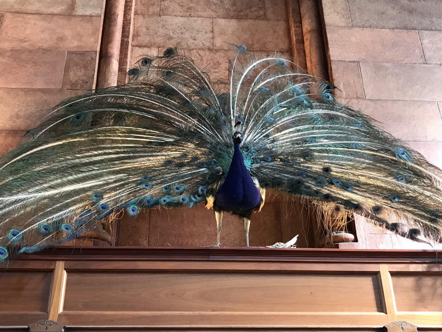 Smithsonian castle: Indian peafowl
