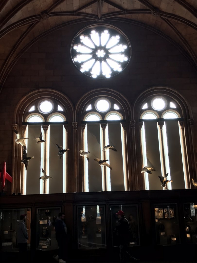 Smithsonian Castle: Snow geese and Rose Window