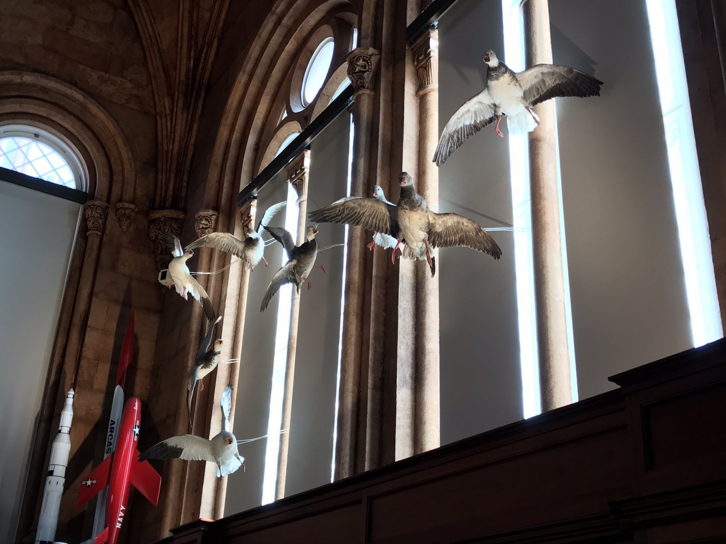 Smithsonian castle: Snow geese (white and blue morphs)