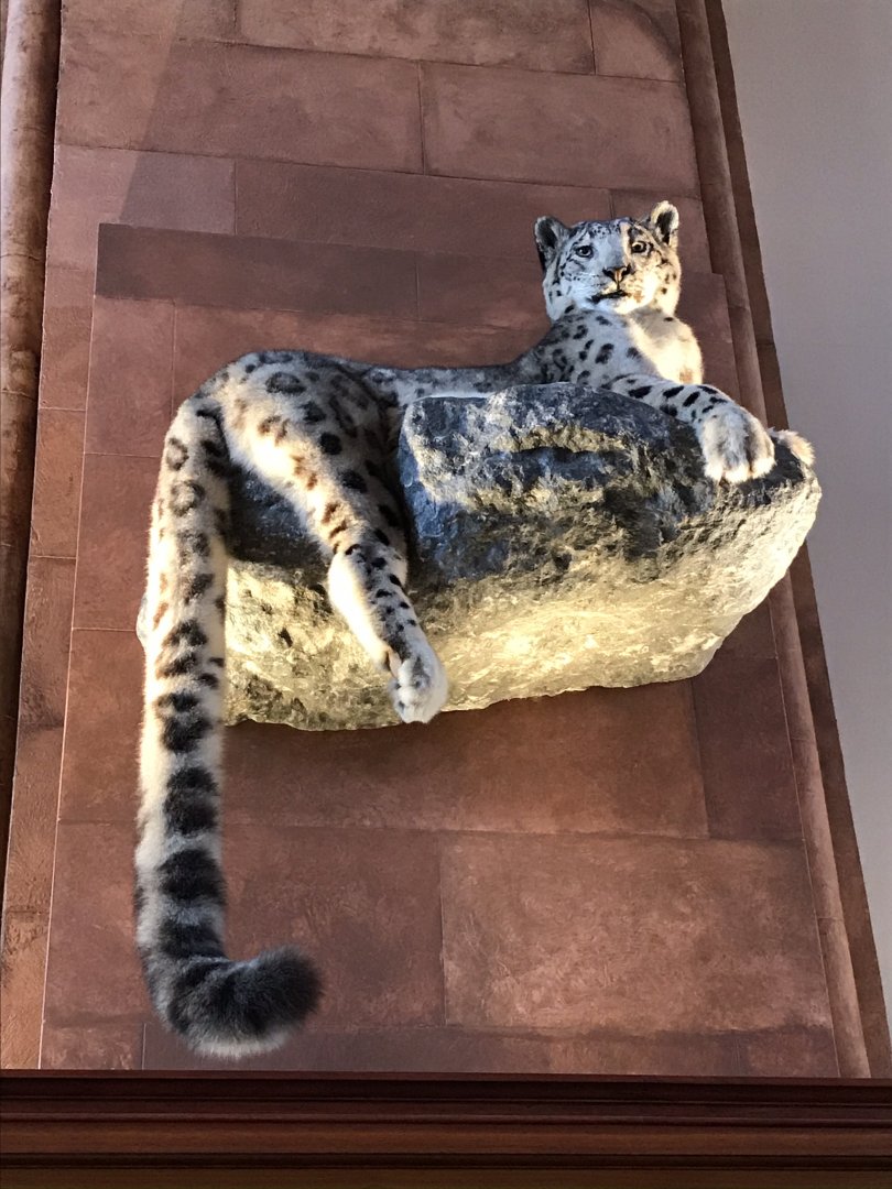 Smithsonian castle: Snow leopard