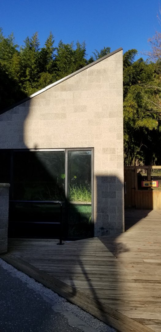 Smithsonian -  chinese crocodile