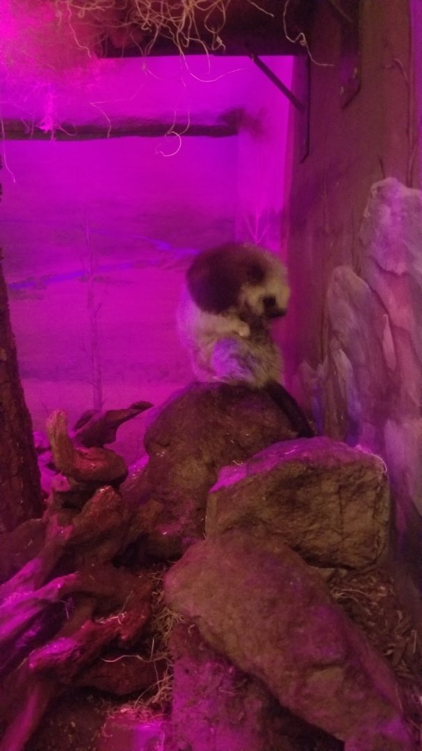 Smithsonian - Cloud Rat!