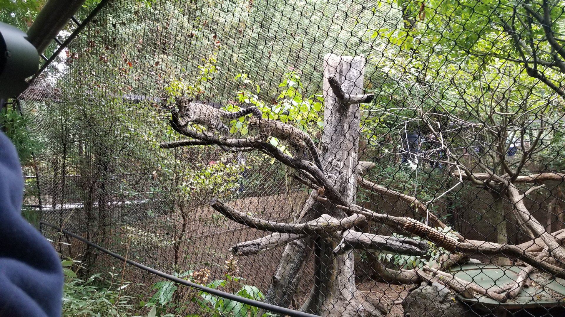 Smithsonian - Clouded Leopard cubs playing