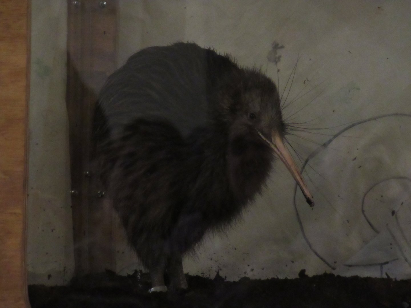 Smithsonian Conservation Biology Institute- Autumn Festival