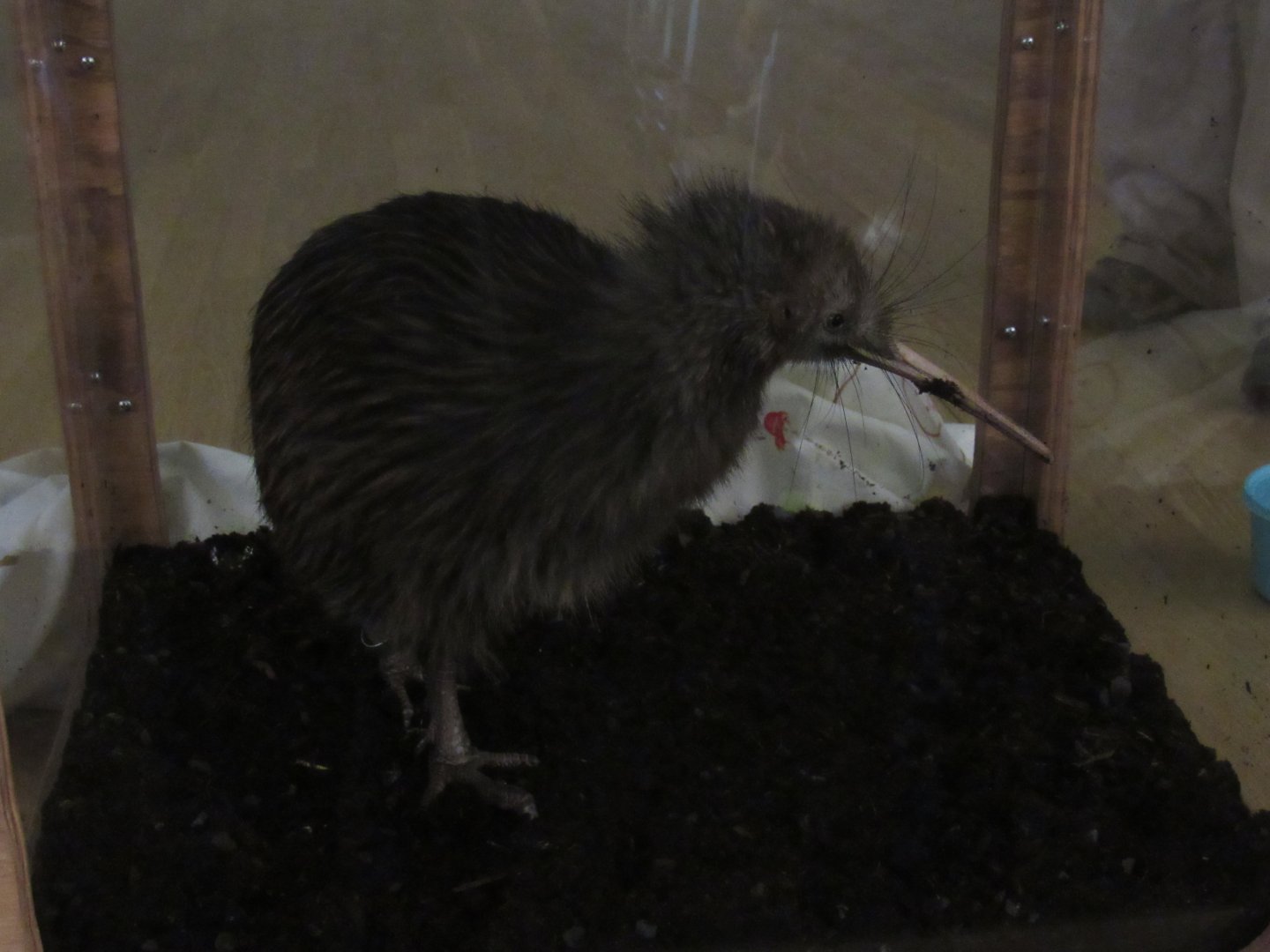 Smithsonian Conservation Biology Institute- Autumn Festival