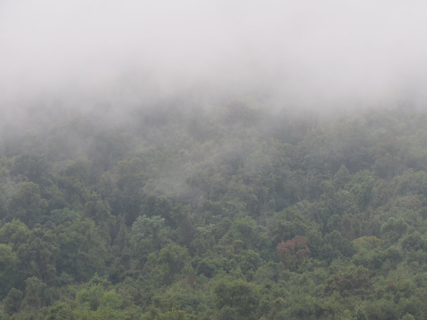 Smithsonian Conservation Biology Institute- Autumn Festival