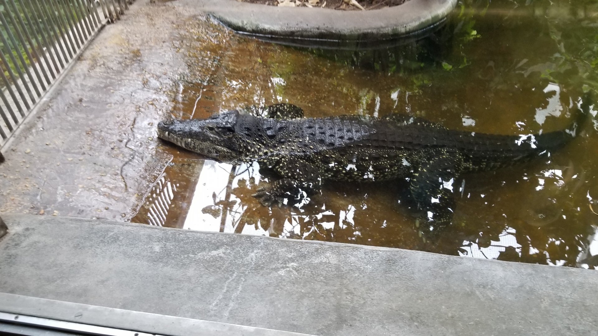 Smithsonian - Cuban Crocodile