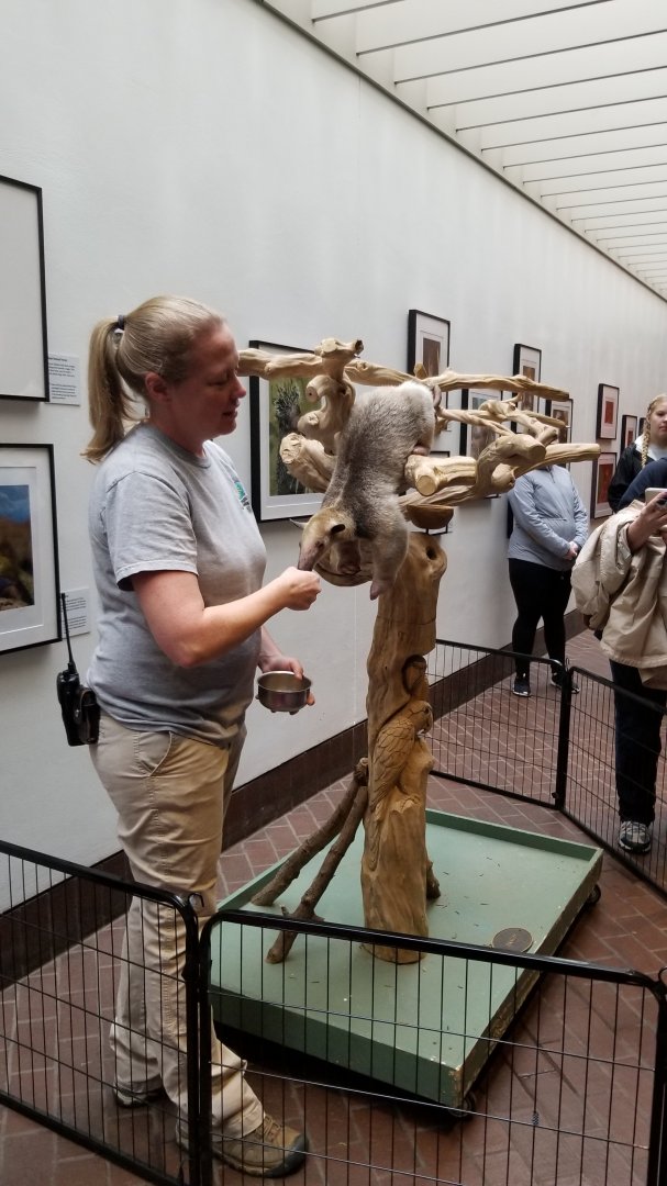 Smithsonian - Demo with Tamandua