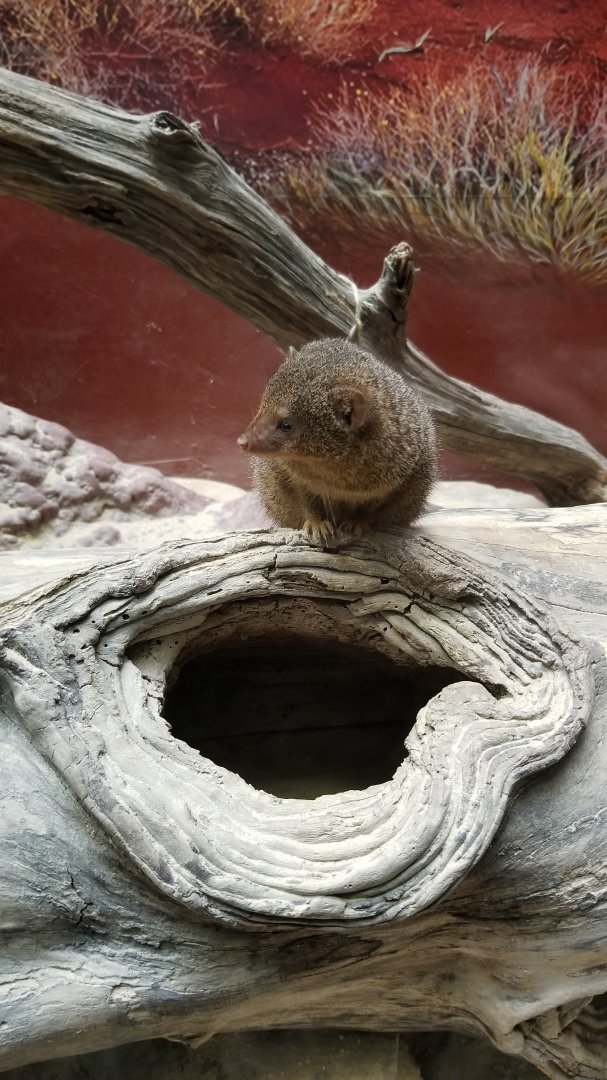 Smithsonian - Dwarf Mongoose