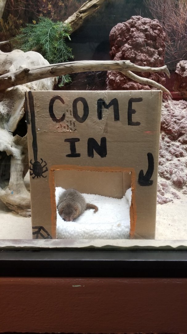 Smithsonian - Dwarf Mongoose