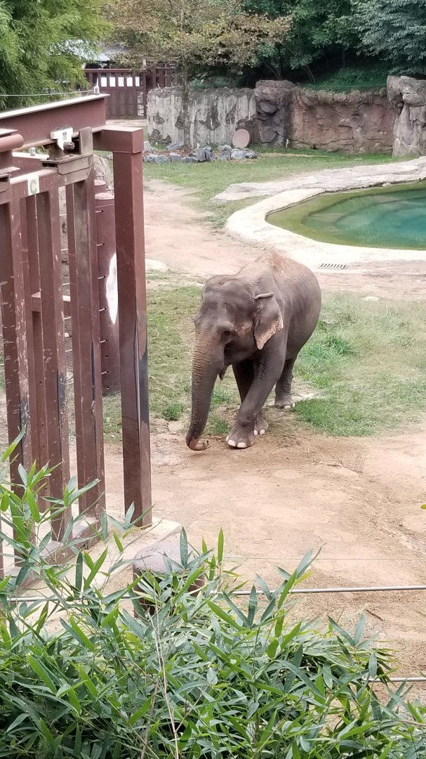 Smithsonian - Elephant