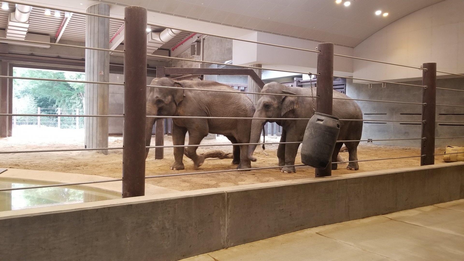 Smithsonian - Elephant