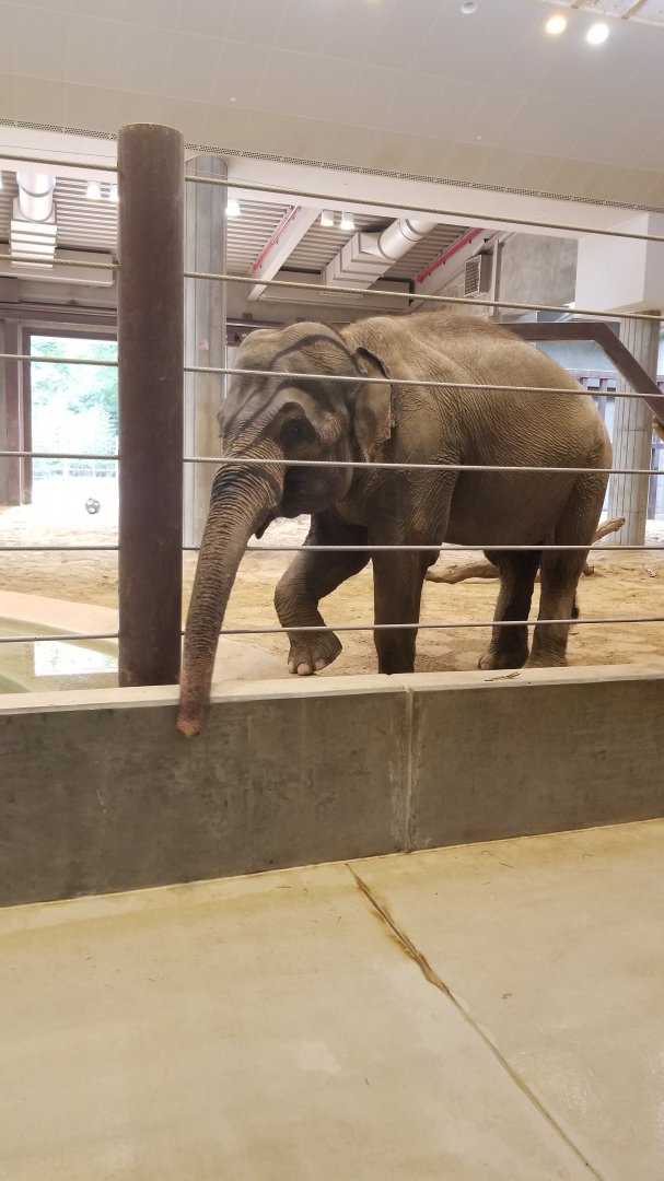 Smithsonian - Elephant