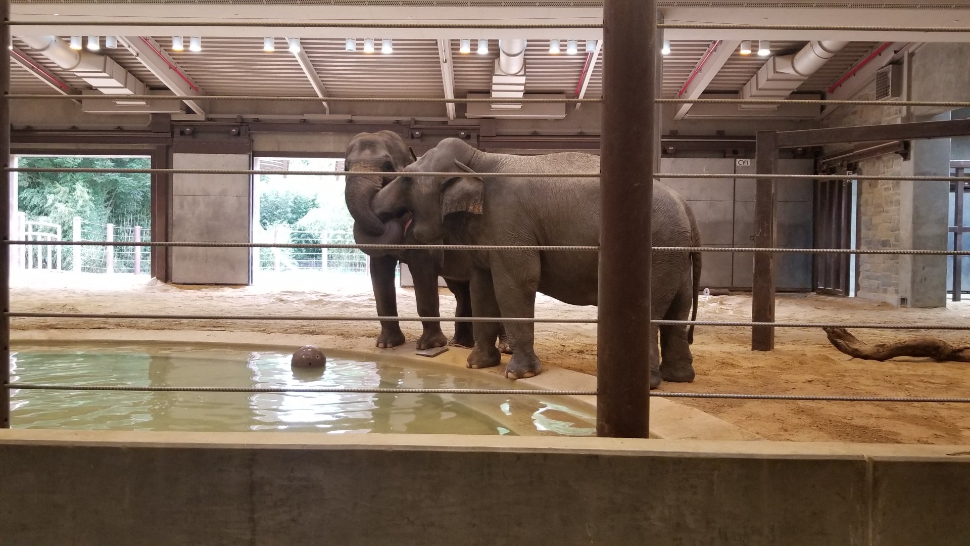 Smithsonian - Elephant