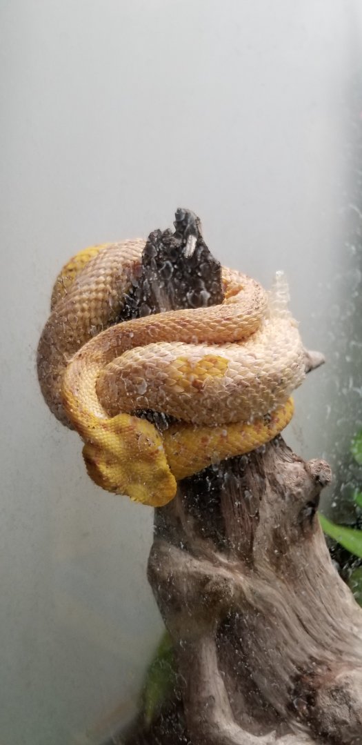 Smithsonian -  Eyelash Palm Pitviper