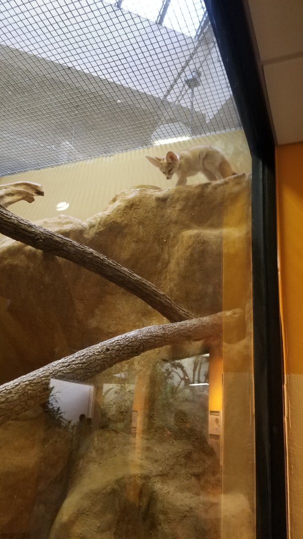Smithsonian - Fennec Fox