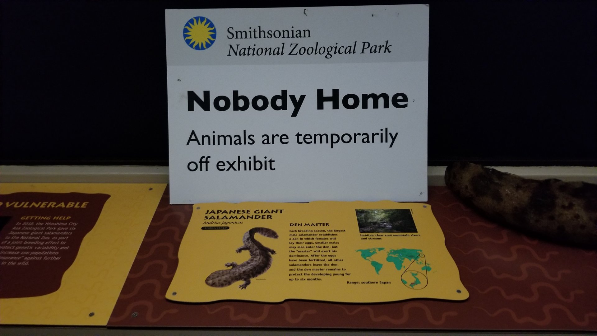 Smithsonian - future Japanese Giant Salamander exhibit