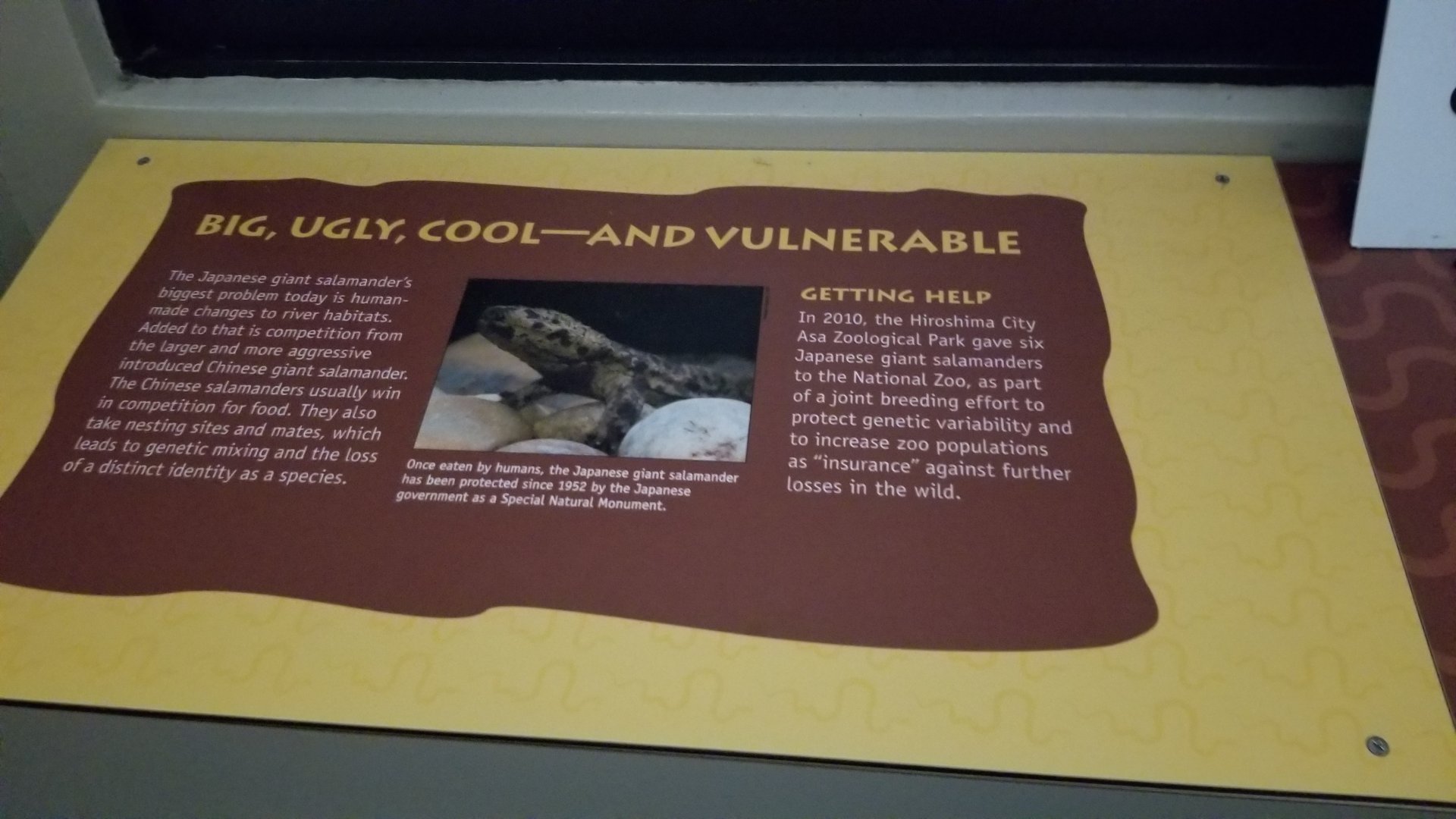 Smithsonian - future Japanese Giant Salamander exhibit