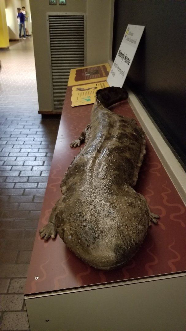 Smithsonian - future Japanese Giant Salamander exhibit