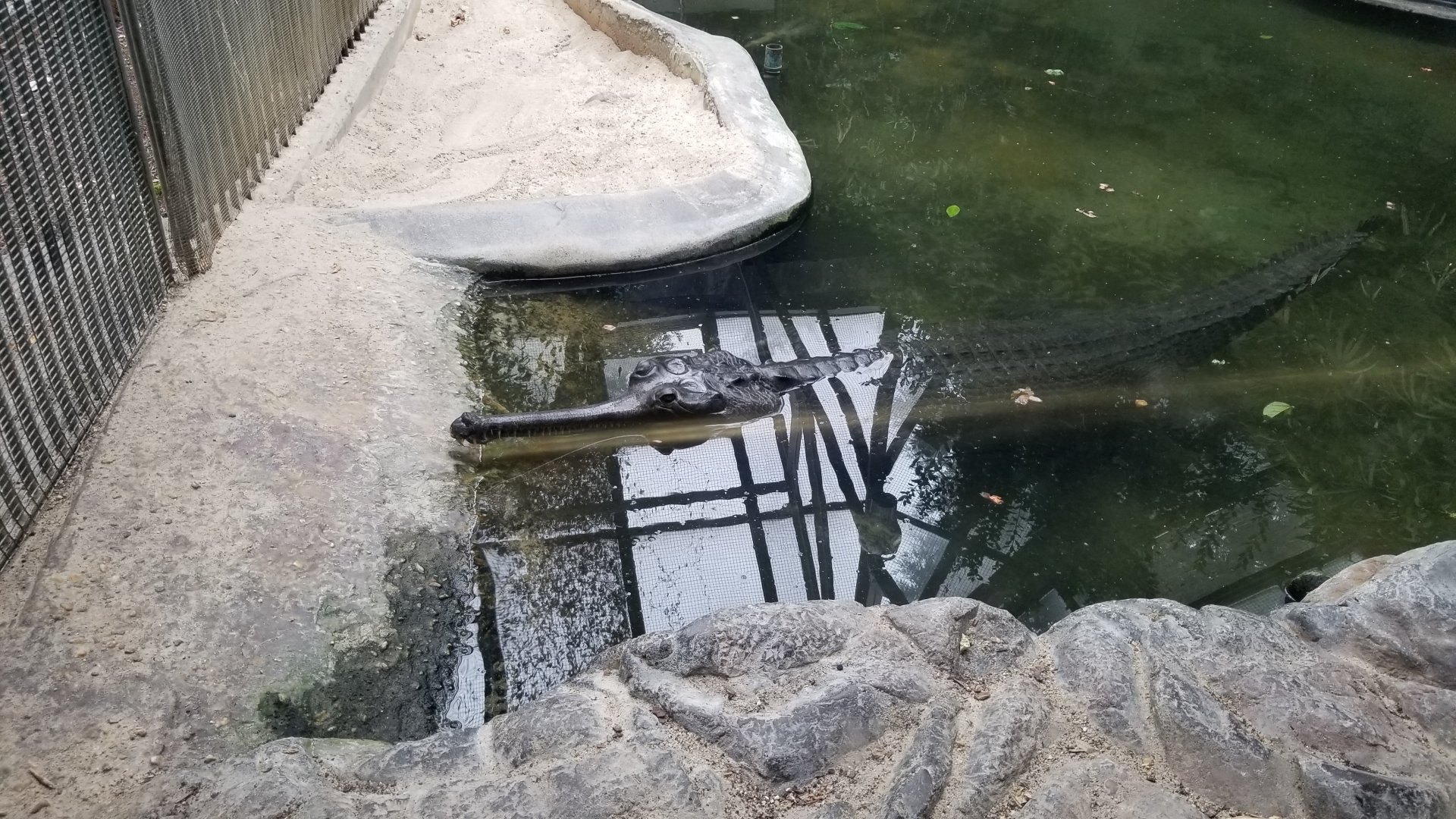 Smithsonian - Gharial