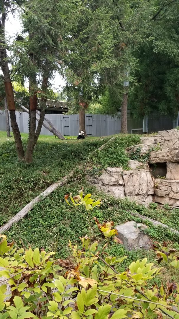 Smithsonian - Giant Panda in middle yard