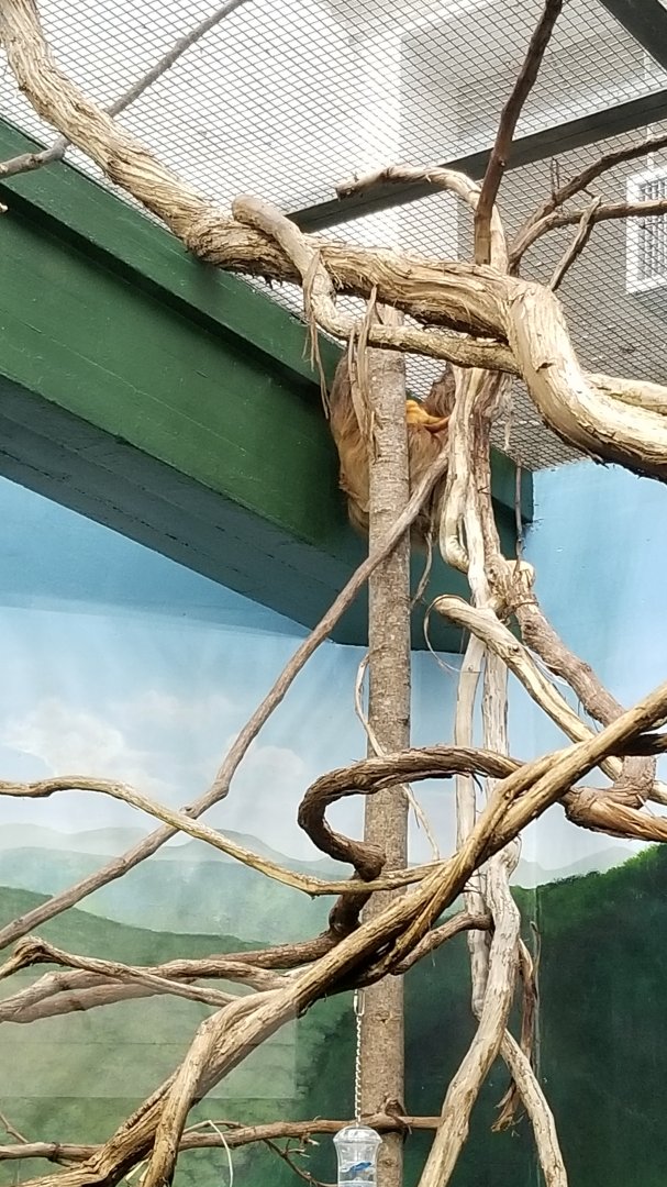 Smithsonian - Golden-headed Lion Tamarin on a sloth