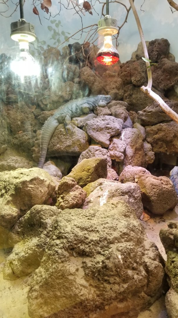 Smithsonian - Grand Cayman Iguana