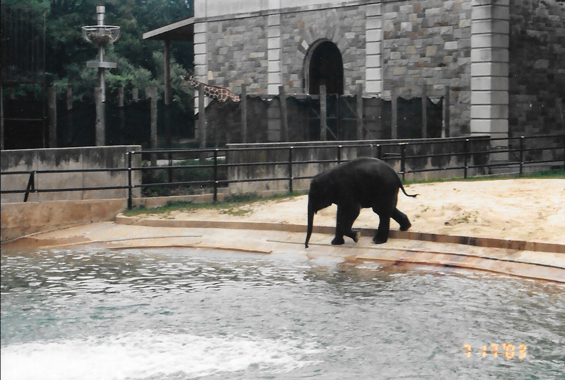 Smithsonian I think? 2003, baby elephant