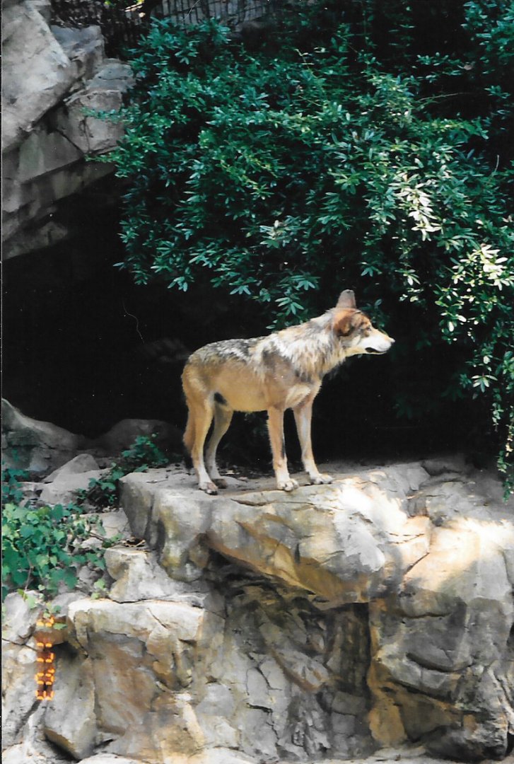 Smithsonian I think? 2003, wolf