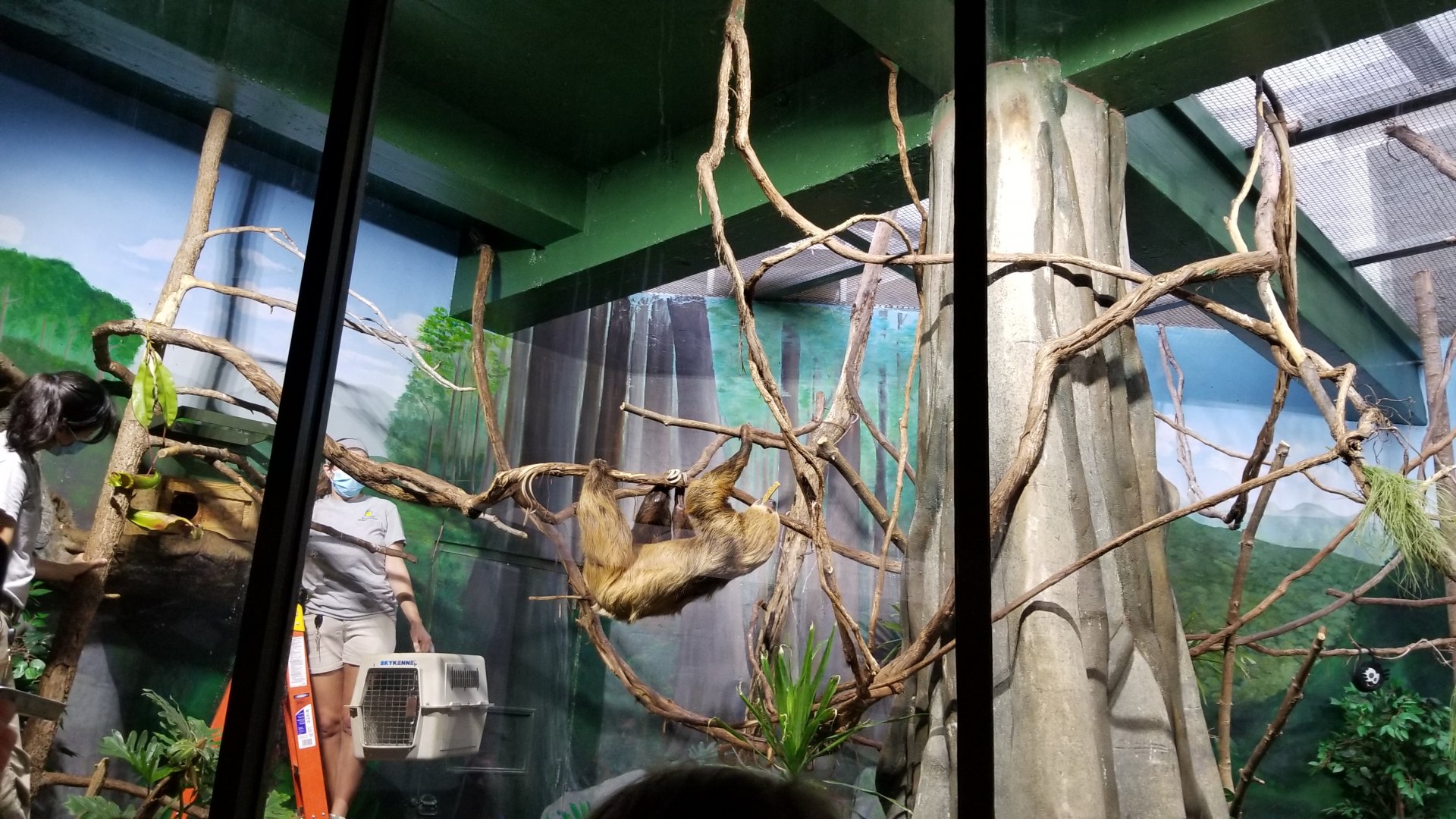 Smithsonian - Linnaeus's Sloth climbing off with biscuit